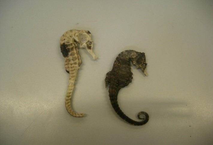 Marine Life